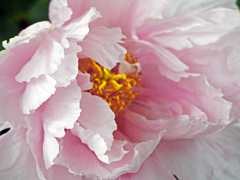 百花の王　P1140611zz