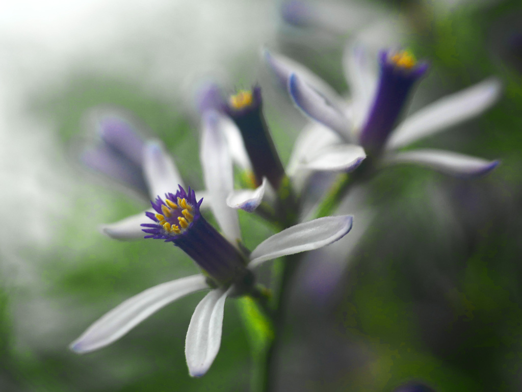 栴檀の花　P1220826zz