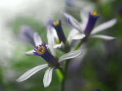 栴檀の花　P1220826zz