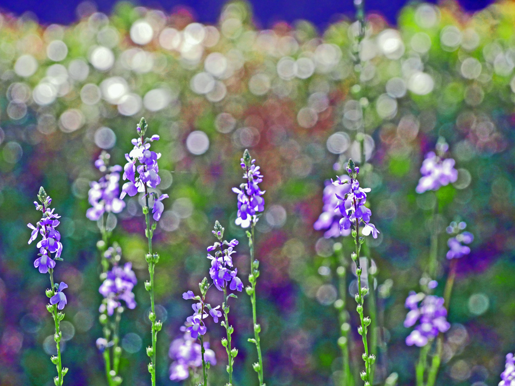 マツバウンラン　P1230191zz