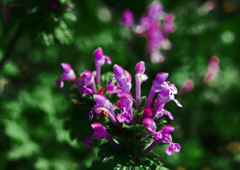 ほとけのざ　P1110115zz