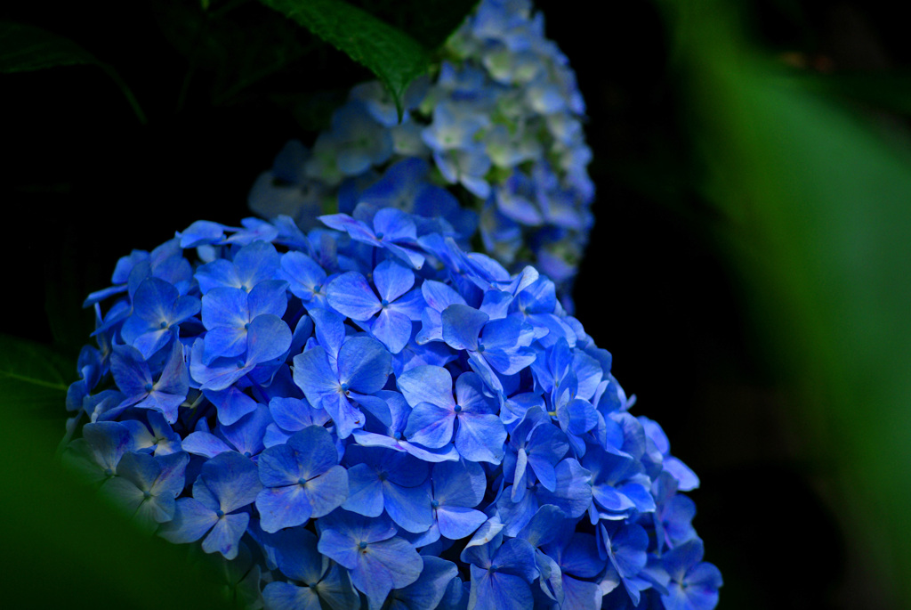 青い紫陽花　IMGP0127zz