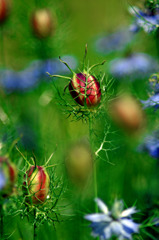 五月の園に変な実が　IMGP7882zz