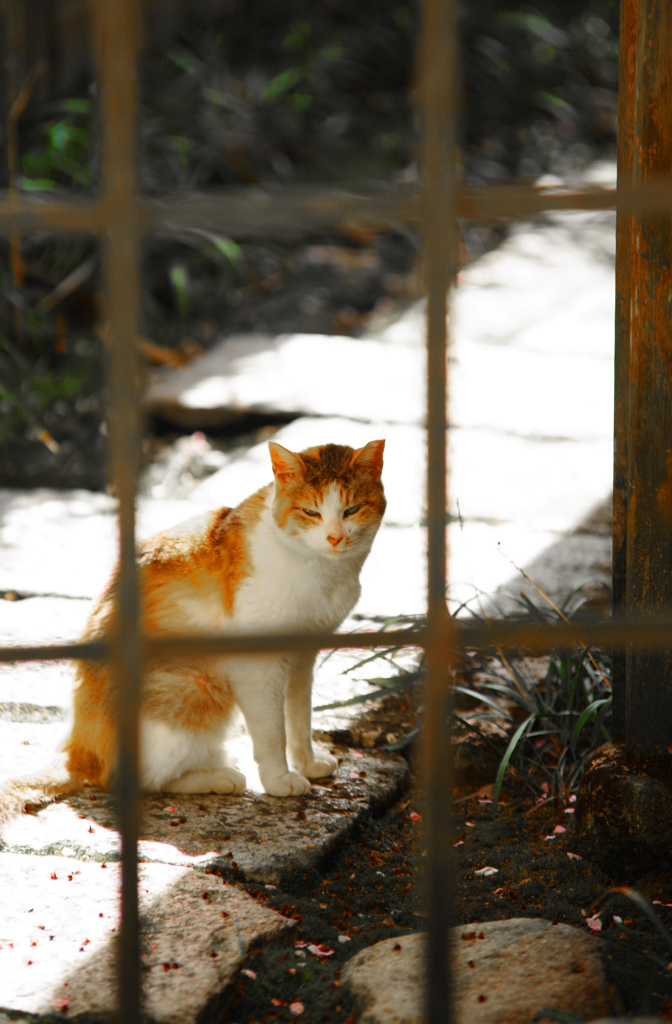 深窓の猫　IMGP2613zz