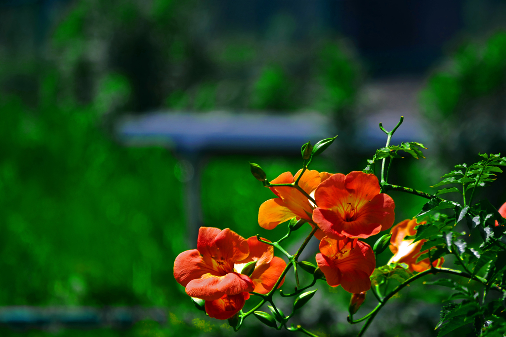 凌霄花   P1200036zz