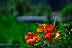 凌霄花   P1200036zz