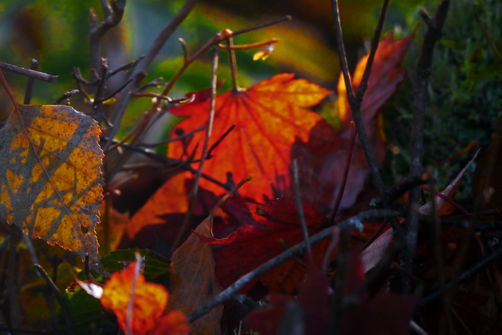 陽と影　P1450413zz