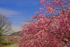 春日和　IMGP0026zz