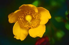 ヒペリカムヒデコート　IMGP8480zz