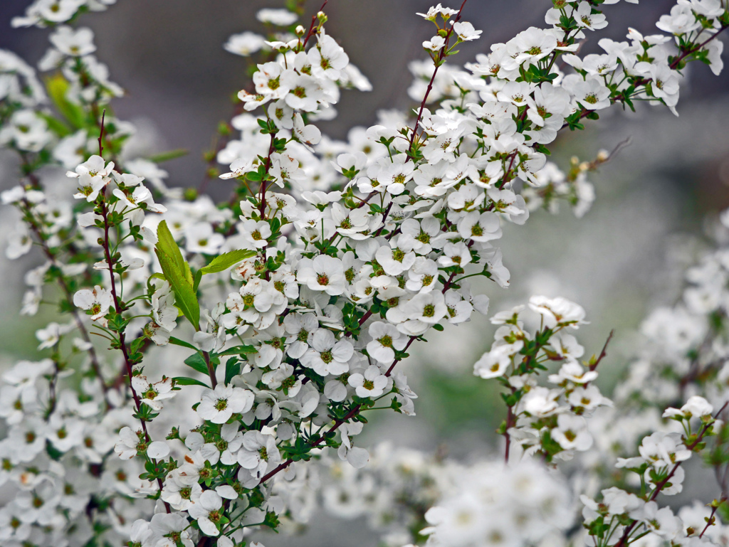 雪柳 花の海　P1120184zz