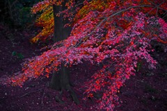 色褪せる椛　IMGP1096z
