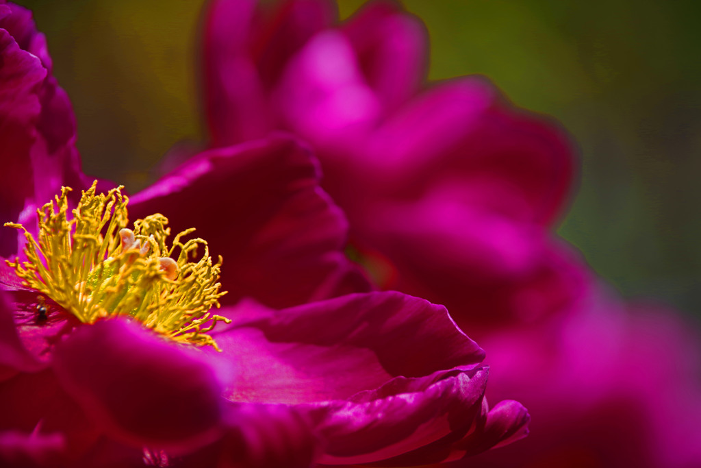 百花の王　IMGP7050zz