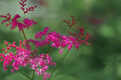 シモツケの花　IMG8409zz