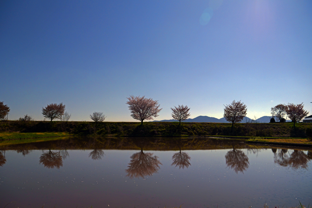 桜堤　P1074927zz