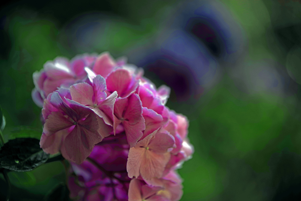 赤い花　IMGP2747zz