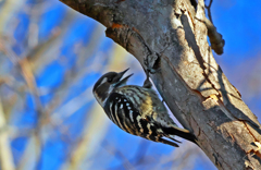 コゲラ　P1090028zz