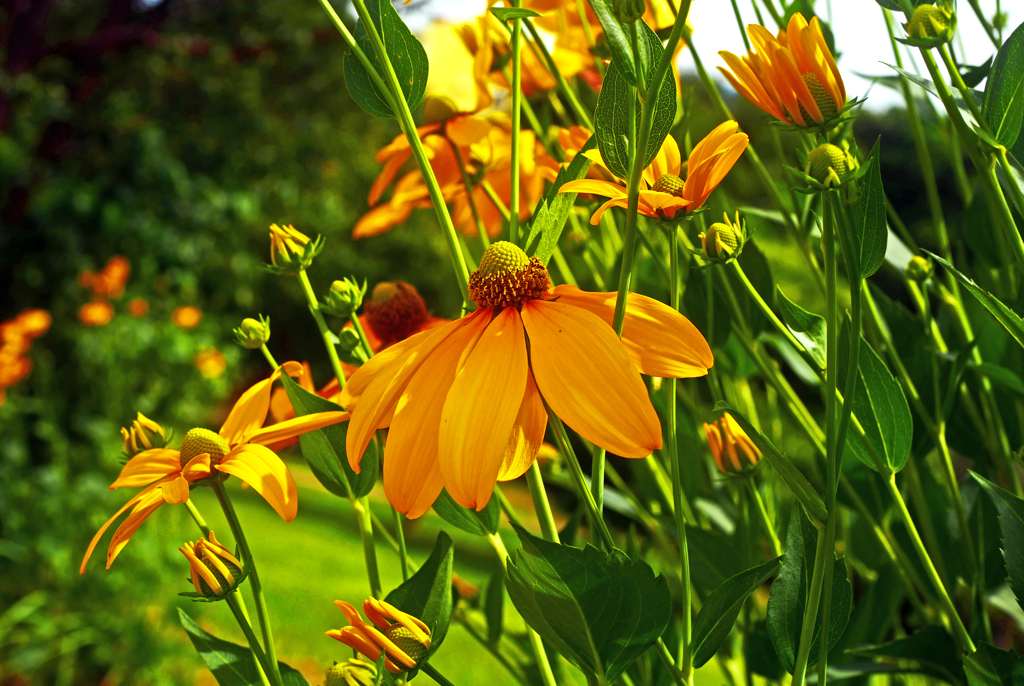 風に吹かれて　P1190943zz