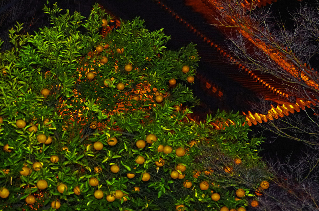 Light up 橘と八坂の塔　IGP5914zz