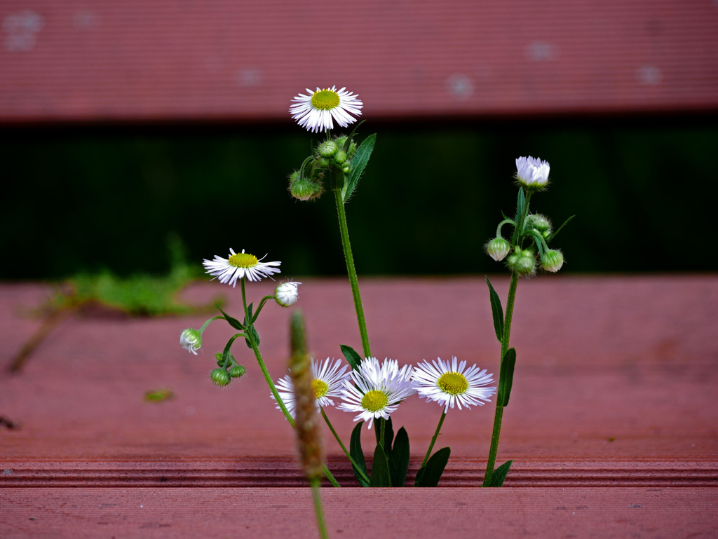 誰も座らなくなったベンチ　P1300323zz