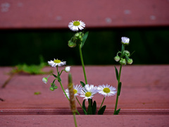 誰も座らなくなったベンチ P1300323zz 誰も座らなくなったベンチ P1300323zz