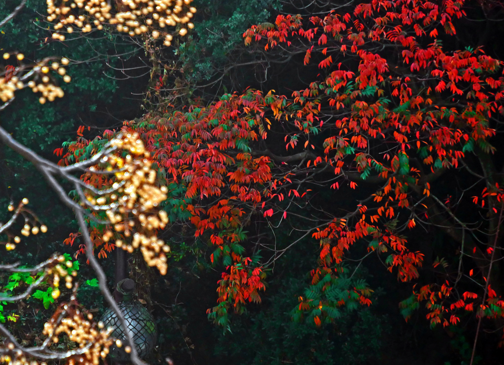 漆紅葉と栴檀の実　P1800480zz