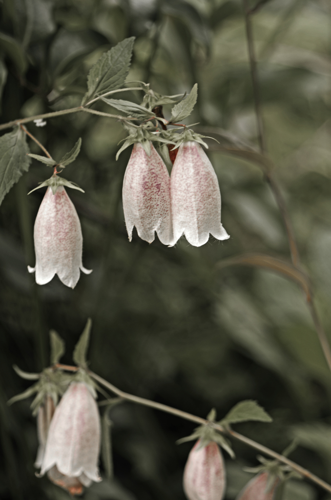 雨に咲く花Ⅲ　IMG1333zz