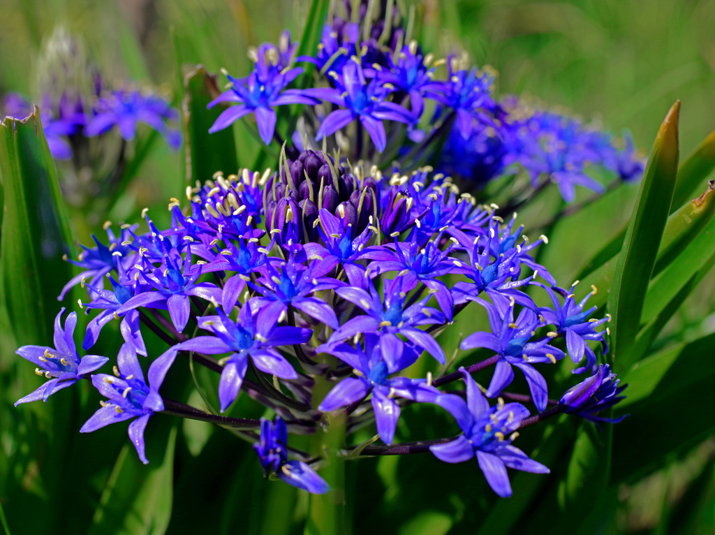 シラー ペルビアナ　IMGP5649zz