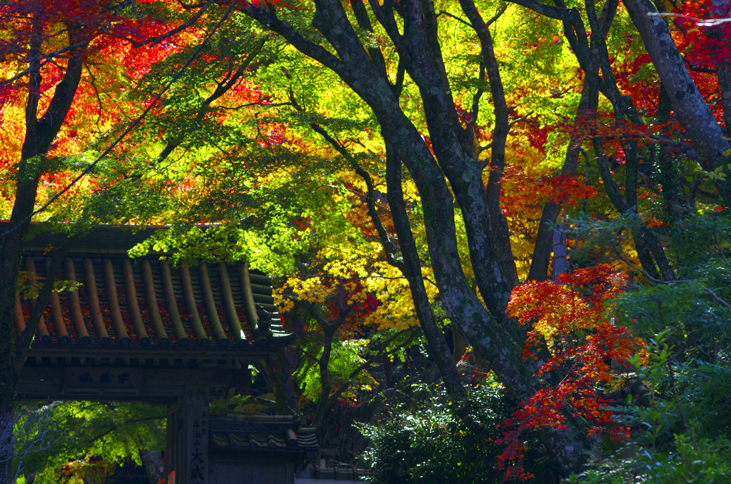 錦秋の古刹で　_IGP0027zz