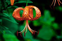 P1330736zz