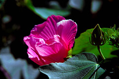 赤い芙蓉　IMGP1474zz