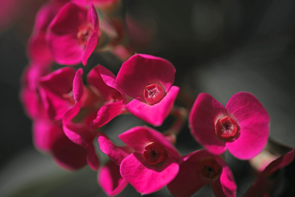 花麒麟　IMGP2357zz