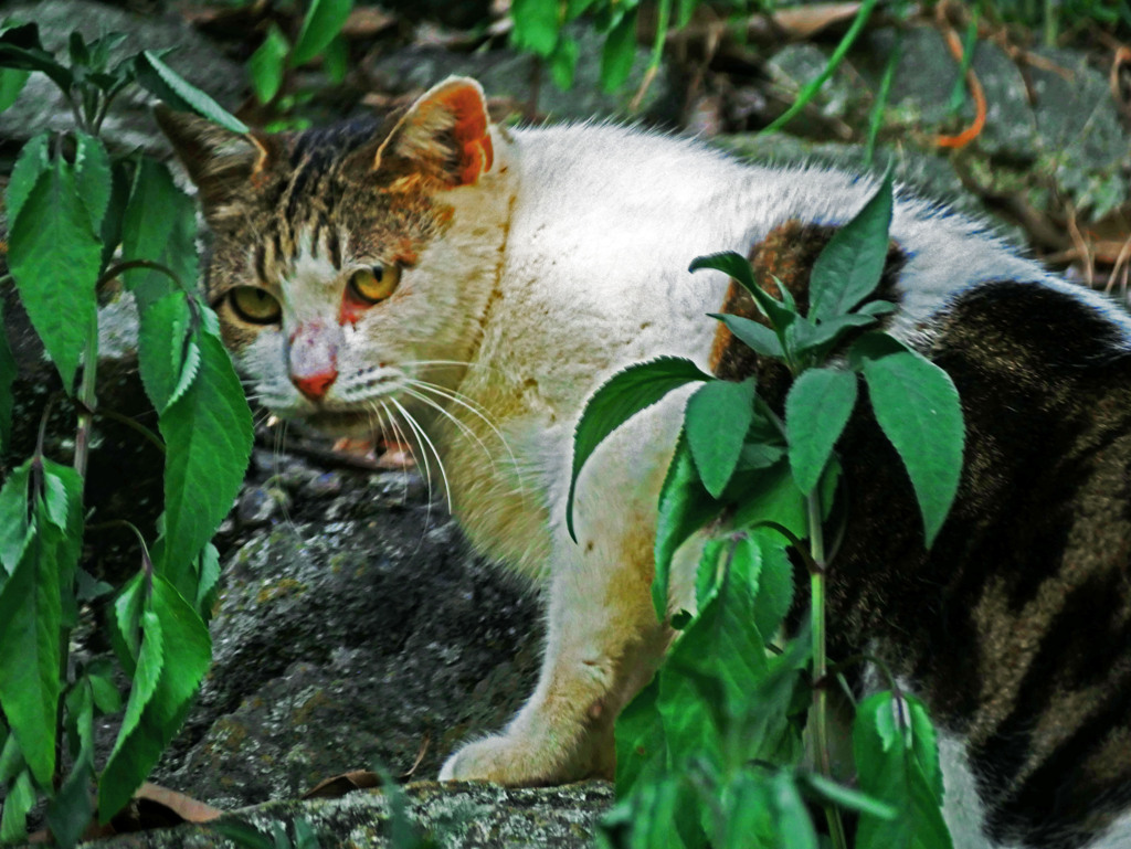 振り向く猫　P1370156zz