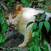 振り向く猫　P1370156zz