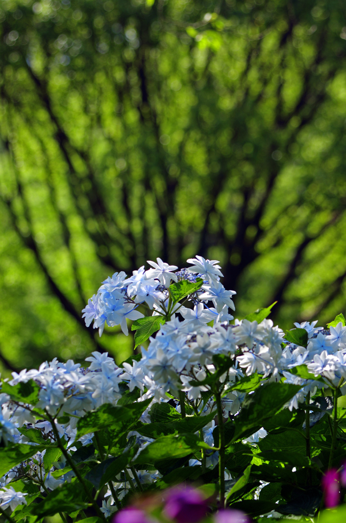紫陽花と梅雨の森　IMG1534zz