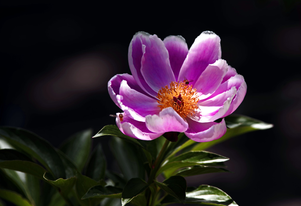 立てば芍薬 座れば牡丹　IMGP7034zz