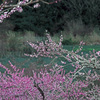 春の桃畑　IMGP3260zz