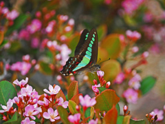 花と蝶　P1200735zz