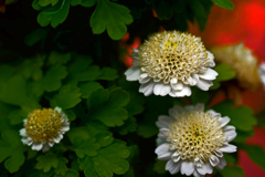 マトリカリア　P1340065zz