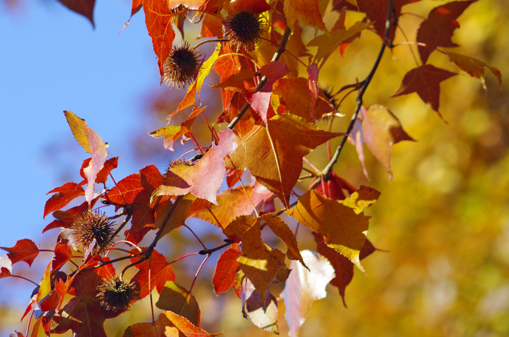 師走の紅葉狩り　_IGP4164zz