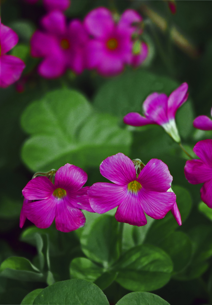 赤いオキザリス　P1250527zz