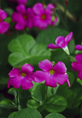 赤いオキザリス　P1250527zz