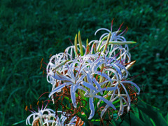 浜木綿が咲きました　P1330460zz