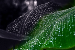 水玉模様　P1060156zz