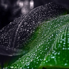 水玉模様　P1060156zz