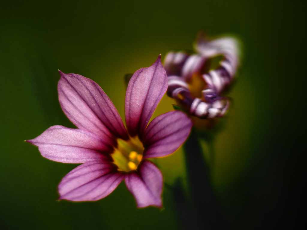 ニワゼキショウ　P1220612zz