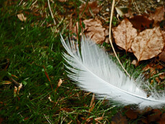 白い羽　P1470362zz