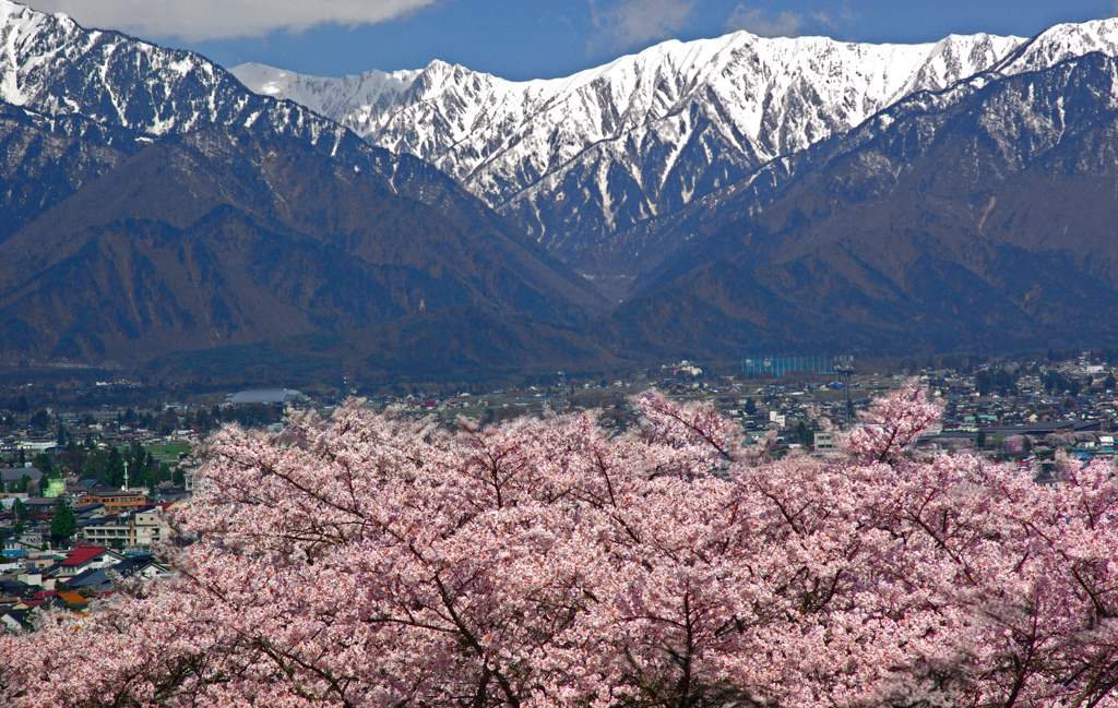 山と桜　IMGP1496zz