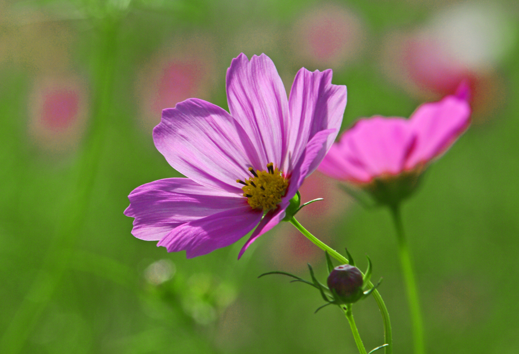 赤い秋桜　IMGP9777zz