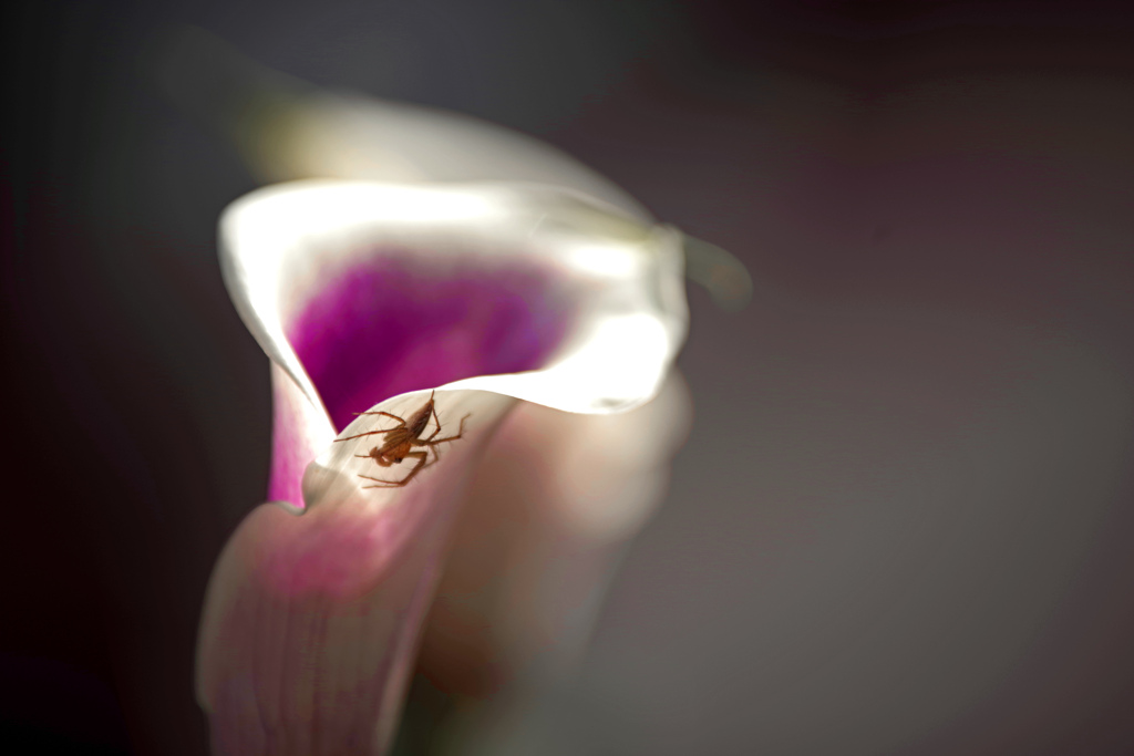 「虫の居所‥」　IMGP2649z