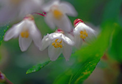 春の雨　IMGP5811zz